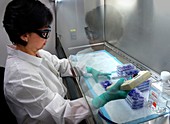 Virology laboratory, virus plaque assay