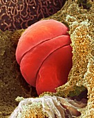 Human red blood cells in capillary, SEM