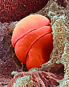 Human red blood cells in capillary, SEM