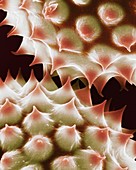 Ragweed (Ambrosia psilostachya) pollen, SEM