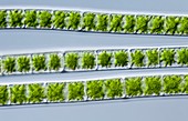 Zygnema sp. algae filaments, LM