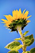 Sunflower (Helianthus annus)