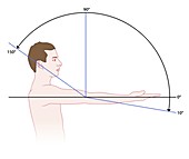 Elbow movement range, illustration