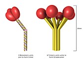 Surfactant protein structural shapes, illustration