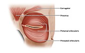 Forehead and eyelid muscles, illustration