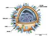 Flu virus particle structure, illustration
