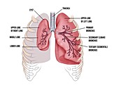 Lung size and internal anatomy, illustration