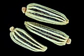 Fennel seeds, macro shot