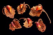 Common sorrel (Rumex acetosa) seeds