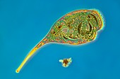 Stentor protozoan, light micrograph