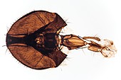 Mouthpart of Housefly, light micrograph
