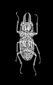 Beetle, X-ray