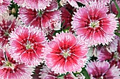 Carnation (Dianthus 'White Flame')