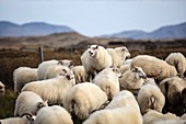 Traditional Icelandic sheep round-up