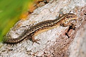 Common lizard