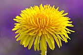 Dandelion (Taraxacum vulgaria) flower