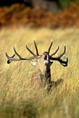 Red deer stag