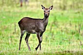Female sika deer