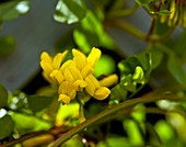 Coronilla valentina subsp. glauca 'Citrina' flowers