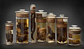 Preserved amphibian specimens