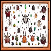 Beetle specimens