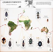 Beetles collected by Darwin