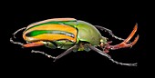 Flamboyant flower beetle