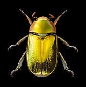 Golden scarab beetle
