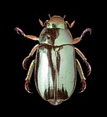 Silver scarab beetle