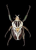 Royal goliath beetle