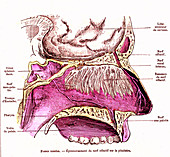 Nose anatomy, 19th century