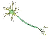 Nerve cell and axon, illustration