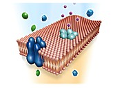 Drug targets on cell membrane, illustration
