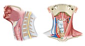 Neck anatomy, illustration