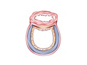 Trachea and oesophagus cross-section, illustration