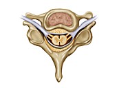 Spinal vertebra anatomy, illustration