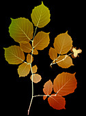 Hazel (Corylus sp.) leaves and nuts, X-ray