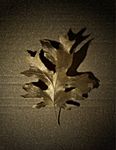 Golden leaf