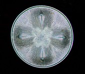 Aulacodiscus formosus diatom, light micrograph