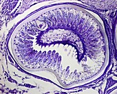 Section through earthworm, light micrograph