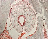 Cochlea cartilage, light micrograph