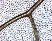 Housefly wing, light micrograph