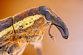 Beet weevil portrait