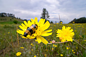 Blister beetle on a false dandelion flower