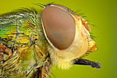 Colourful blow fly