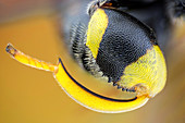 Hindleg of a Brachymeria parasitic wasp