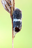 Parasitoid wasp pupa