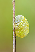 Caterpillar cocoon