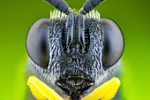 Parasitic wasp head