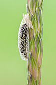 Diamondback moth cocoon